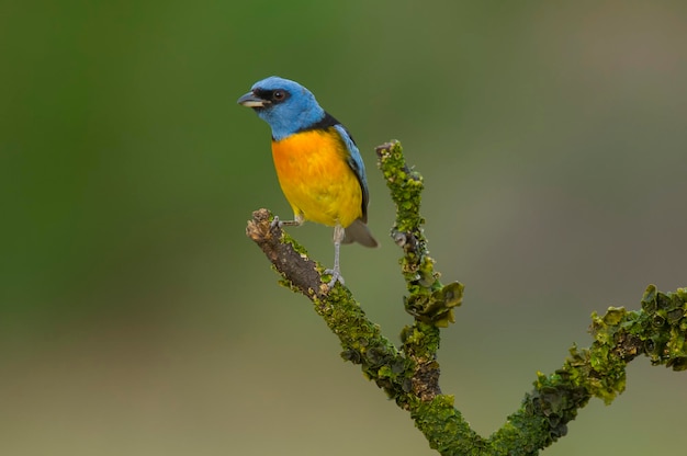 파란색과 노란색 Tanager Thraupis bonariensis Calden Forest La Pampa 아르헨티나