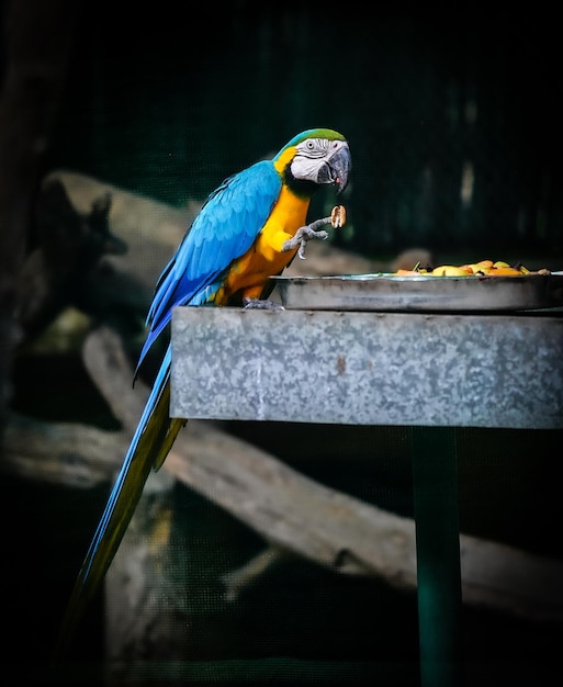 青と黄のコンゴウインコが何かを食べている