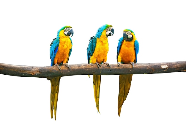 BlueandYellow Macaw