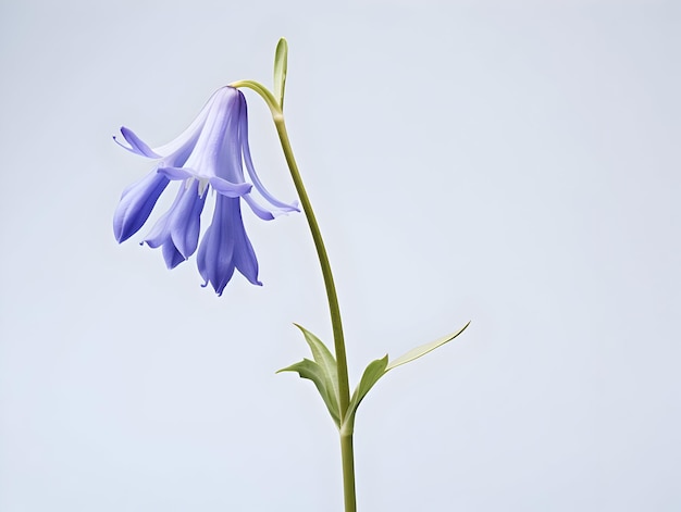 Bluebell bloem in de achtergrond van de studio enkele bluebell blom Mooie bloem ai gegenereerde afbeelding