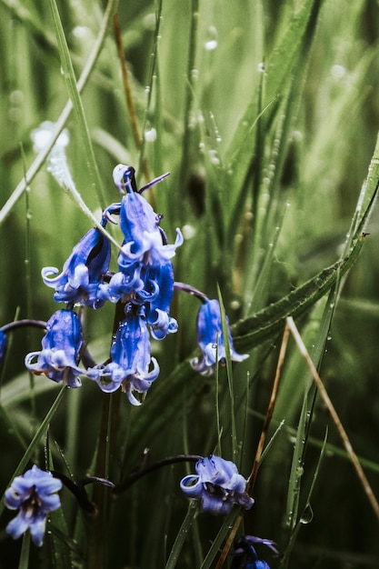 Bluebell bloemen in het veld