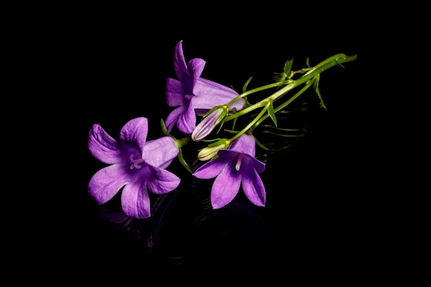 Bluebell flower campanula