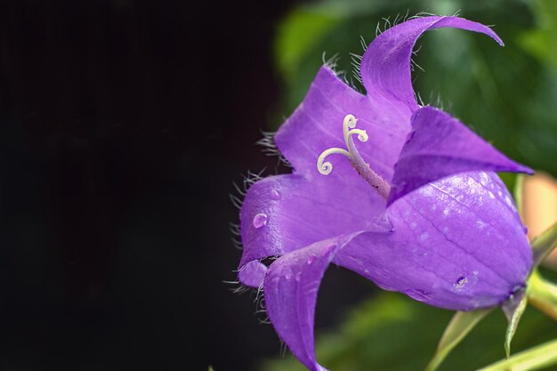 Bluebell flower closeup Perennial plant