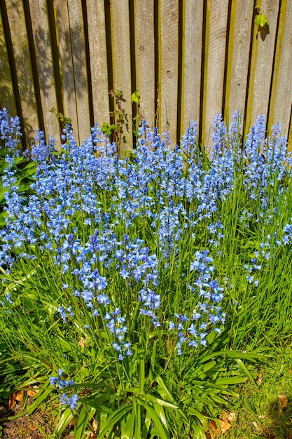 晩春のガーデニングの日に自然の中でブルーベルの花屋外の壁で育つ背の高い花と草の美しい緑の庭のクローズアップビュー外の青い植物の自然なリラックスした風景