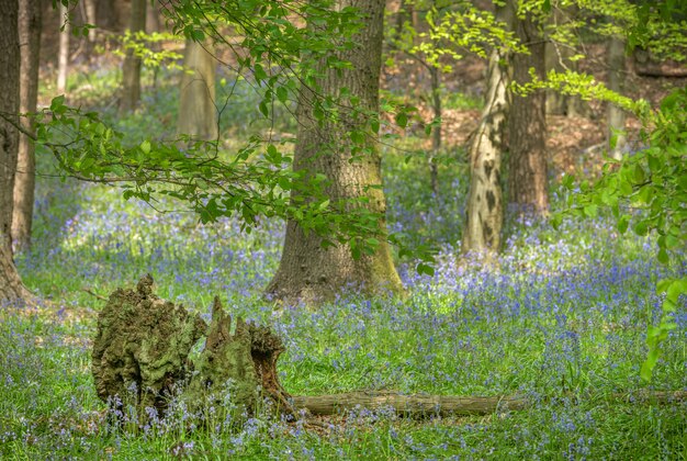 Photo bluebell woods