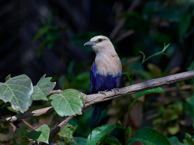 Bluebellied roller Coracias cyanogaster