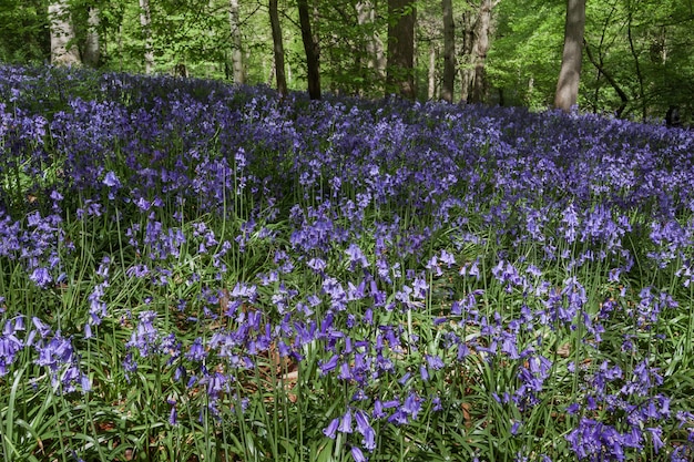 Bluebells in staffhurst woods in de buurt van oxted surrey