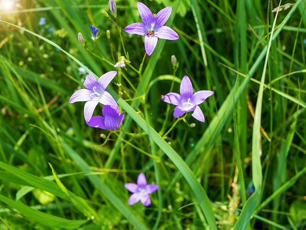 牧草地のブルーベル 小さな青い花 カンパニュラ・ボノニエンシス カンパニュラの花 デザイン要素