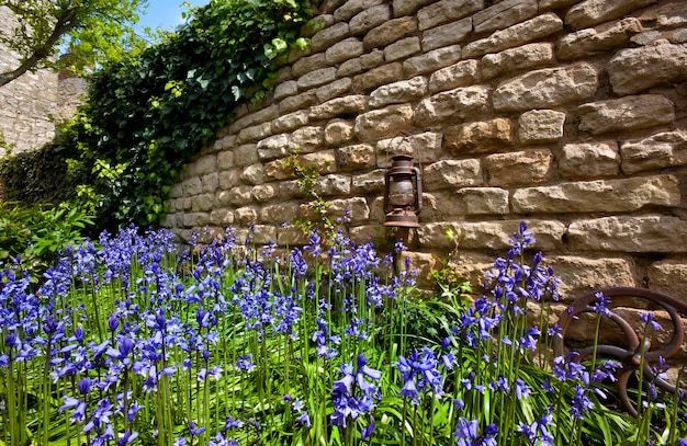 Bluebells Old Stone Wall England