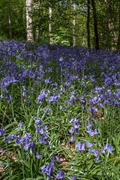 Campanule nei boschi di staffhurst vicino a oxted surrey