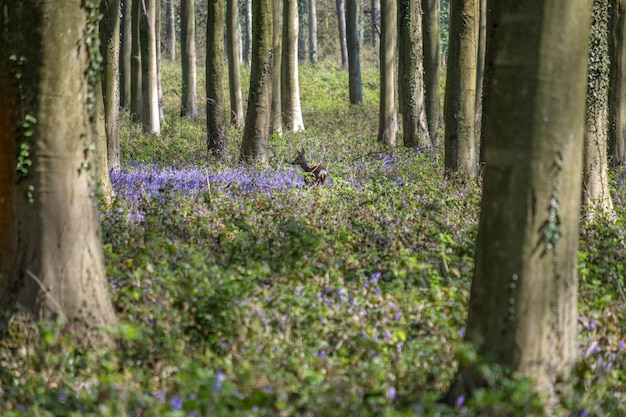 Bluebells in Wepham Wood