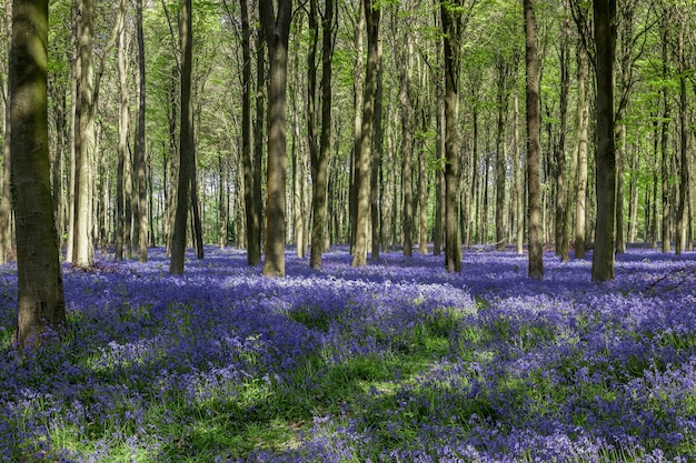 Bluebells in Wepham Wood