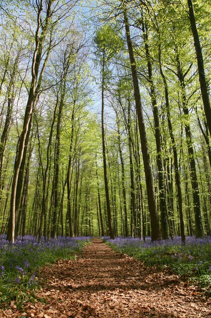 Bluebells in the Woods of Halle