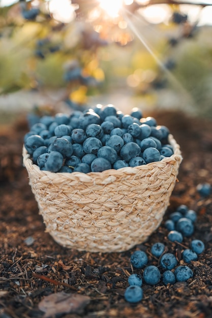 Blueberries in a basket against the background of a bush with berries