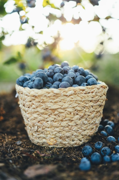 Blueberries in a basket against the background of a bush with berries