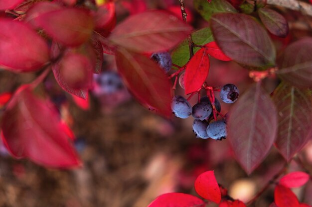 Blueberries on a branch, , close-up