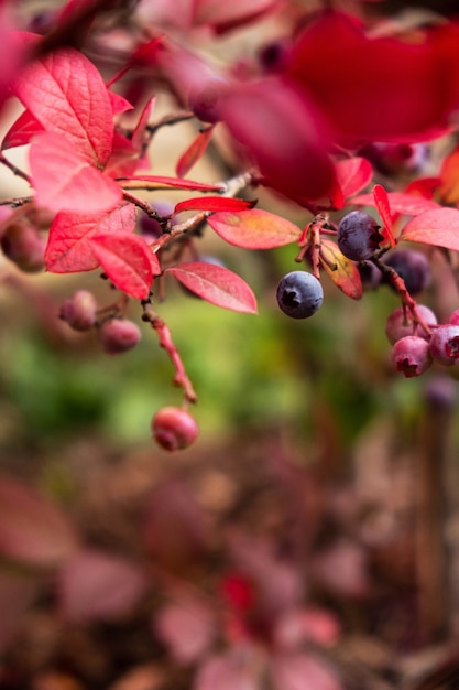 Blueberries on a branch, , close-up