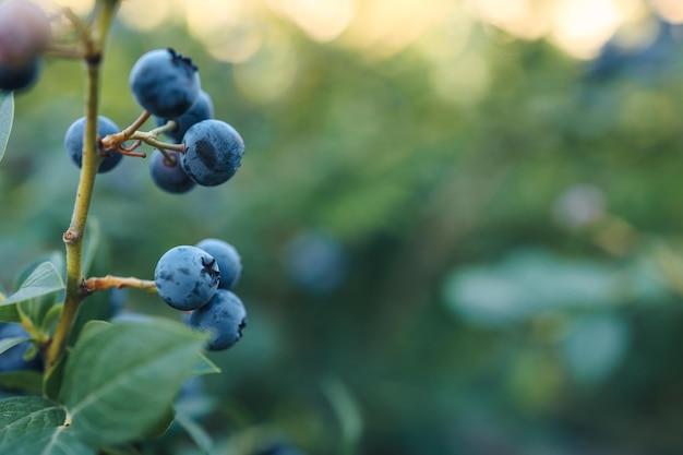 Blueberries on a branch closeup background place for text