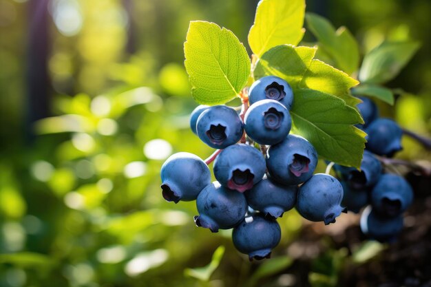 Blueberries on a bush in a summer sunny forest