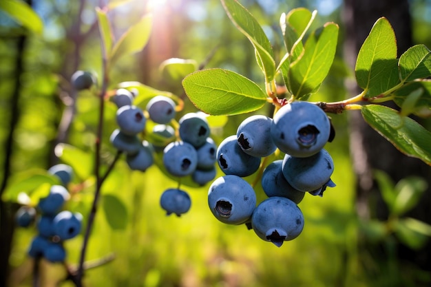 Blueberries on a bush in a summer sunny forest