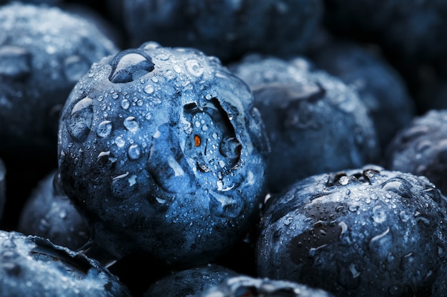 Blueberries close-up in full screen with dewdrops.