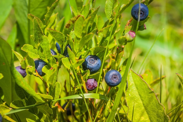 Photo blueberries grow in nature on a mountainside a bush of blueberries in the woods close up