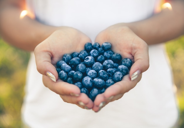 Blueberries in the hands of farmers, women's hands.