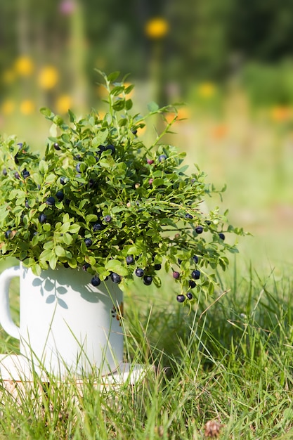 Blueberries in metal jug in summer