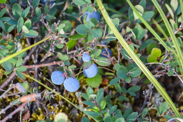 Blueberries in the tundra