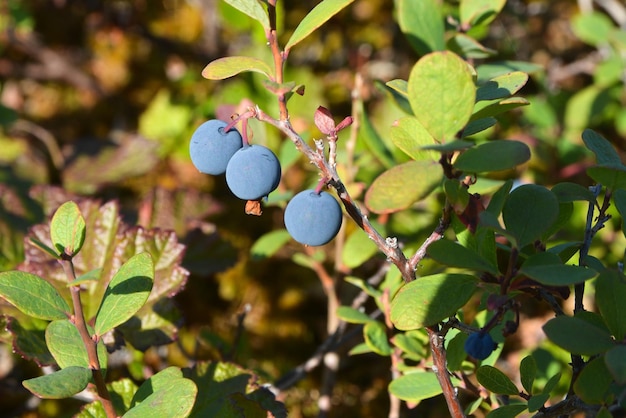 Blueberries in the tundra