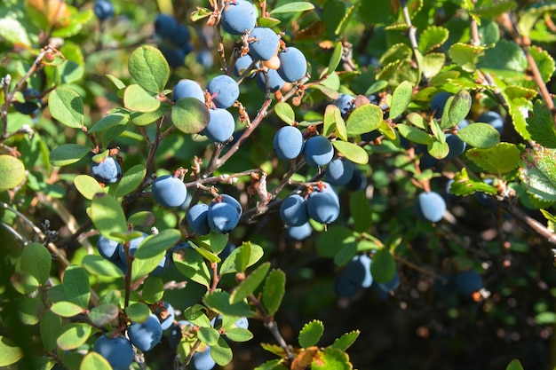 Blueberries in the tundra