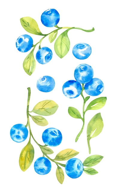 Blueberries watercolor hand drawn isolated illustration sketch style