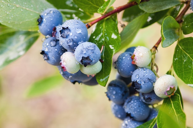 Blueberry berries growing on the bush wet with dew, close up