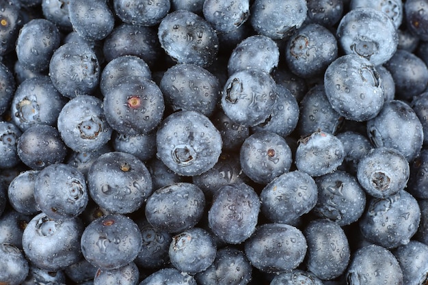 Blueberry biologische voeding Veel blauwe bessen