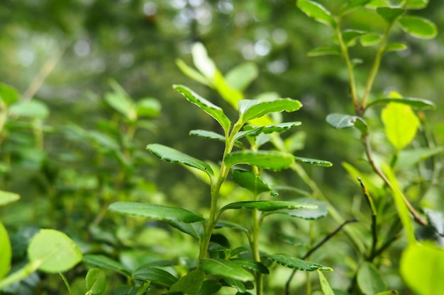 Mirtillo o mirtillo mirtillo vaccinium myrtillus un arbusto a bassa crescita una specie del genere vaccinium della famiglia delle heatheraceae foresta di bacche viola blu selvatiche e foglie verdi bacche di raccolta