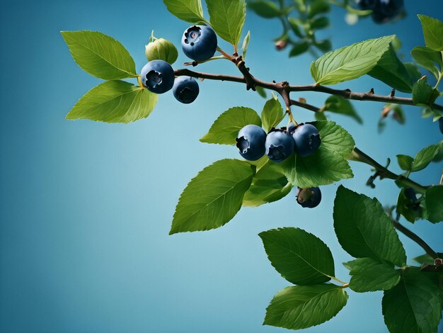 Blueberry branch