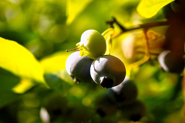 Черника на кусте фиолетово-синий фрукт Фрукты с зелеными листьями Урожай из сада