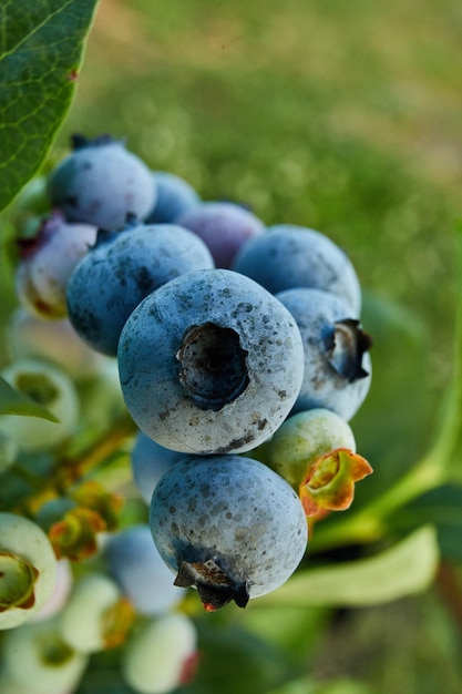 Blueberry bush on sunset organic ripe with succulent berries just ready to pick