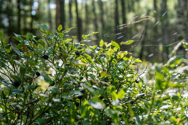 blueberry bushes berry picking walks in the woods