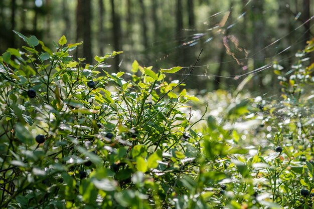 blueberry bushes berry picking walks in the woods