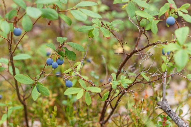 自然の背景である野生の森のブルーベリーの茂みがクローズアップします。