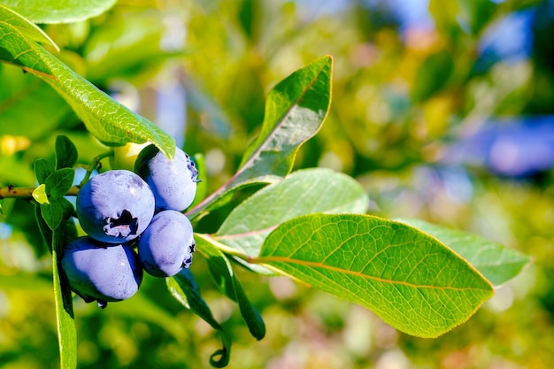 Blueberry Dark blue large berries closeup and green foliage