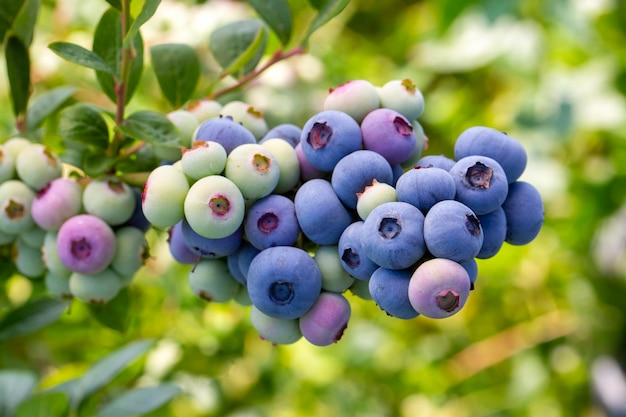 터키 이즈미르에서 수확철 동안 나무에 익은 과일 무리가 있는 블루베리 농장. 블루베리 따기 역사.
