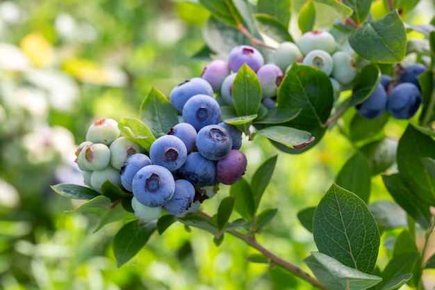 Blueberry farm with bunch of ripe fruits on tree during harvest season in Izmir, Turkey. Blueberry picking history.