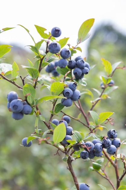 Blueberry field fresh organic blueberries on the bush fresh\
berries on the branch on a blueberry field farm great bilberry bog\
whortleberry