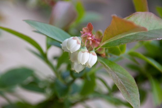 自然の茂みにブルーベリーの花