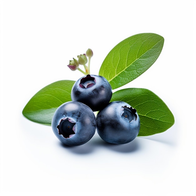 Blueberry Fruit in White Background