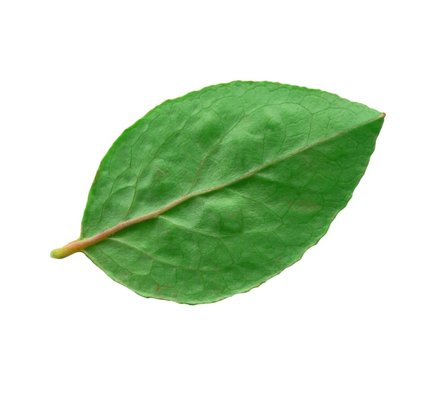 Черничный зеленый лист изолирован на белом фоне