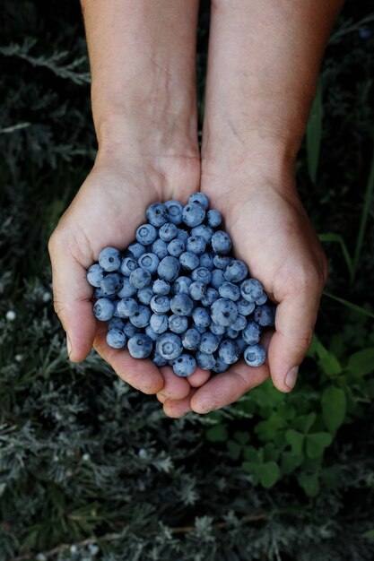 Blueberry in the hands of a farmer on a green