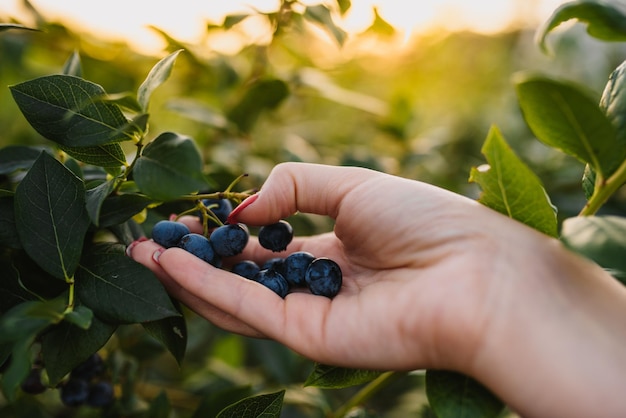 Blueberry harvest on a blueberry plantation in Serbia